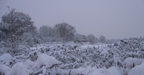 Snow in Winter. Copyright Tricia Mason. Dec 2010