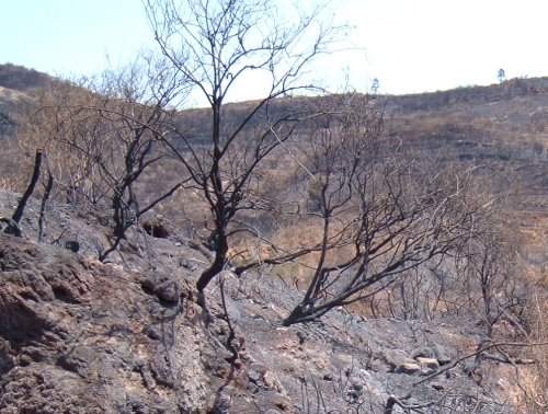 Blackened bushes