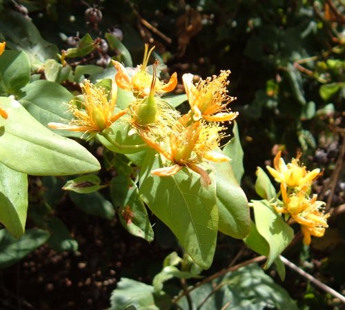 St John's Wort