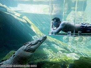 Get up close and personal with a crocodile..safely. Image from Crocosuarus Cove