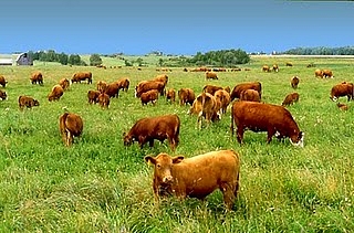 Hormones in beef - the hidden health risk