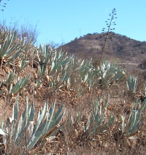 Century Plant Photo by Steve Andrews