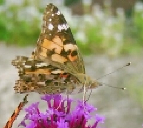 Painted Lady Photo by Steve Andrews