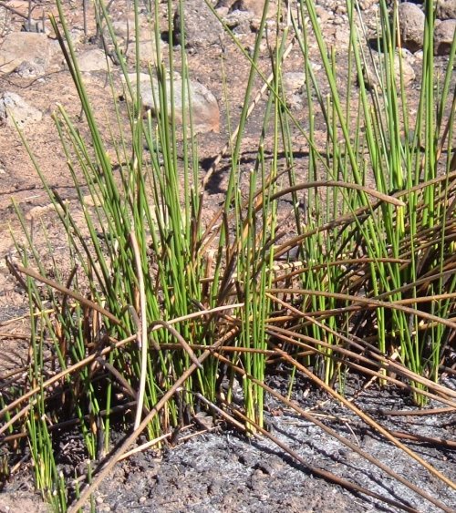Rushes Photo by Steve Andrews