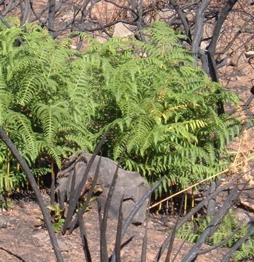 Ferns Photo by Steve Andrews