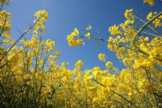 Rapeseed Brassica Flower (Source of Canola Oil)