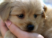 Tiny Teacup Yorkies come with a hefty pricetag.