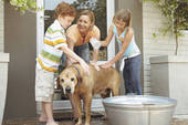 Save money on dog grooming by washing him at home.