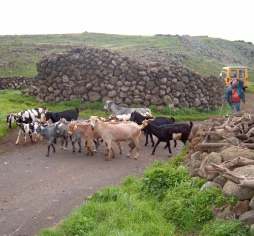 Goats in Teno Alto