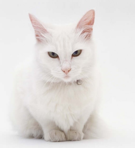 White Cat Breeds | hubpages