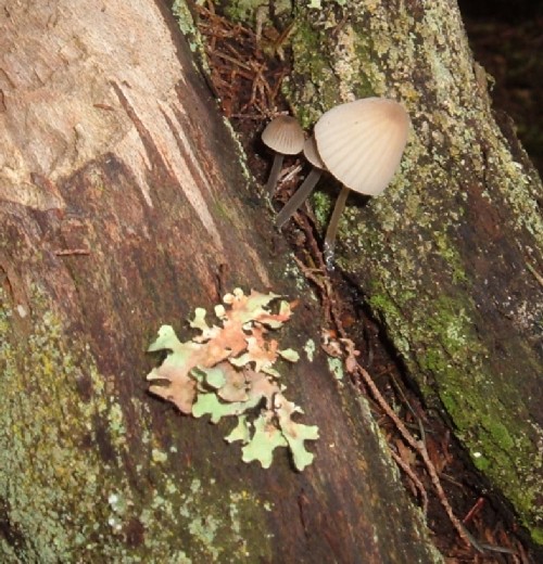Fungus and lichen