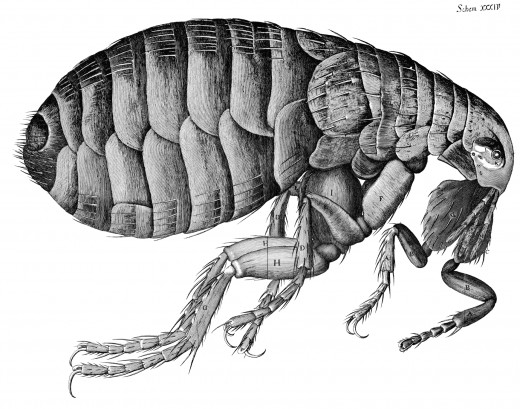 An Adult Flea