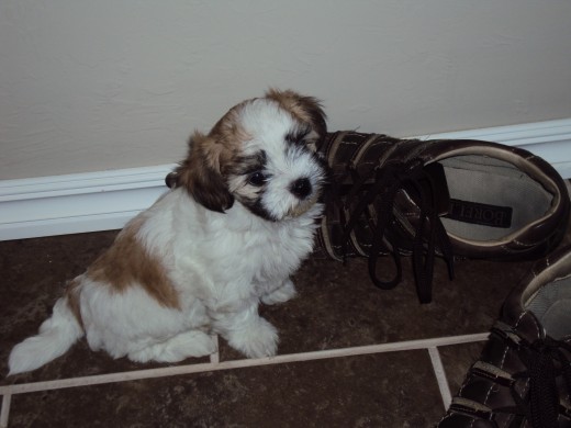 Molly as a puppy