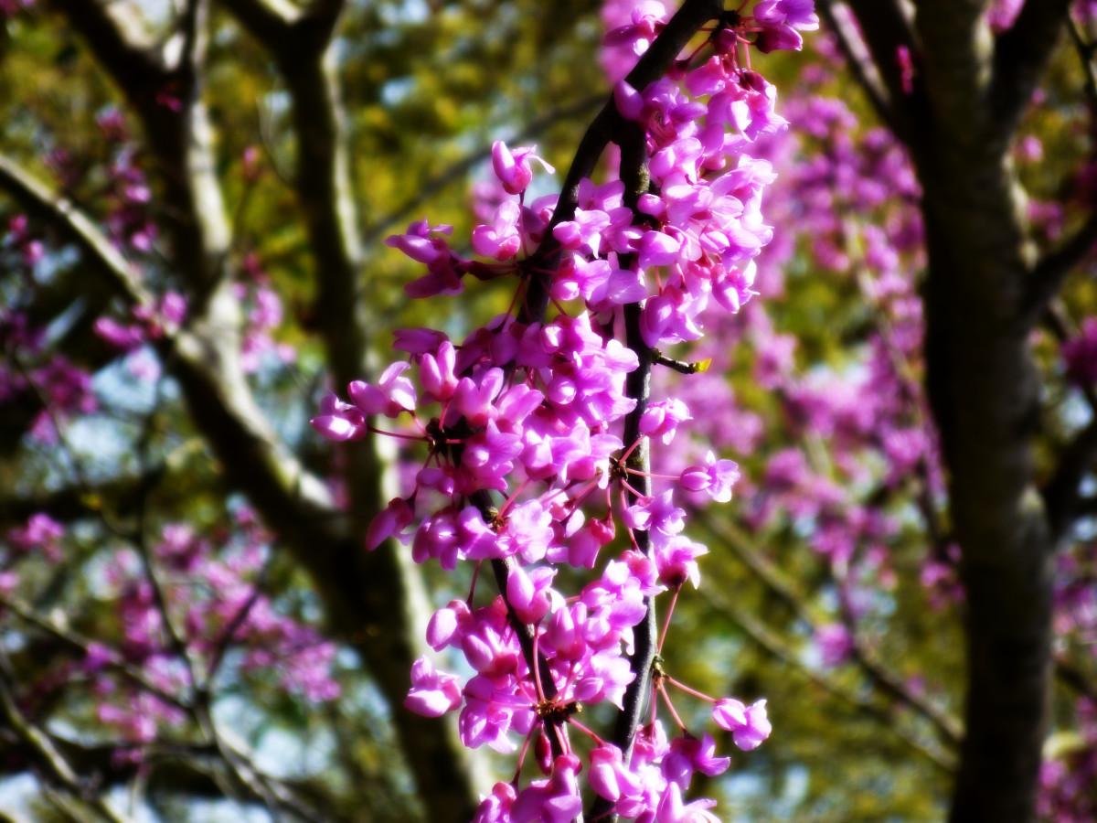 What are some facts about redbud trees?