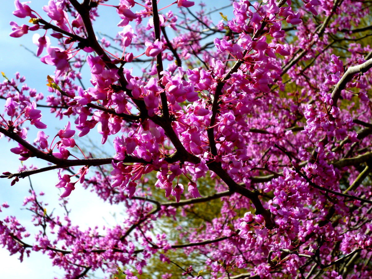 Closeup photo of the beautiful Redbud blossoms