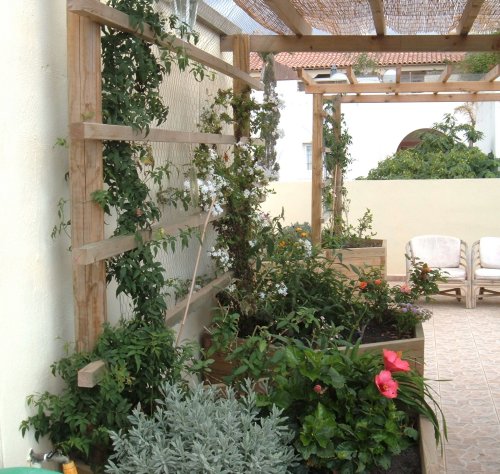 Jane's butterfly garden on the balcony