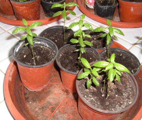 Milkweed baby plants