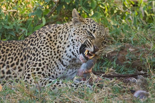 Leopard busy eating a monkey