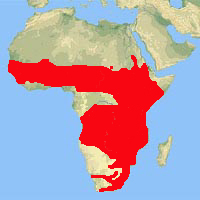 Distribution