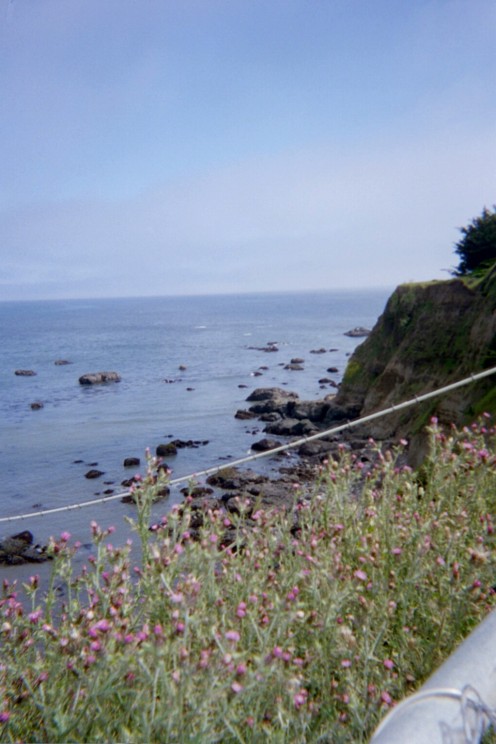 pretty little flowers, Pacific Ocean, eel river, sky