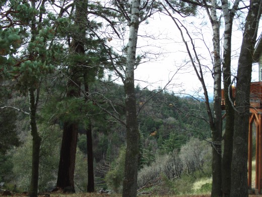 Verdant trees in the San Bernardino Mountains.