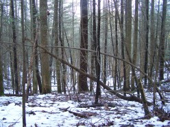 Smoky Mountains Christmas Bird Count - My Hiking Adventure