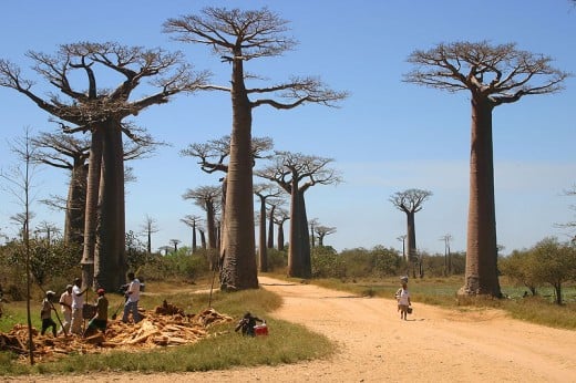 Avenue of Baobabs