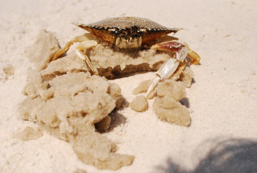Some crabs had oil stuck to their shells.