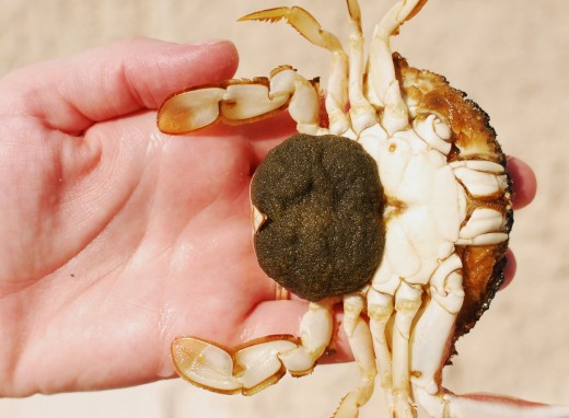 Her egg pouch was as hard as a rock.