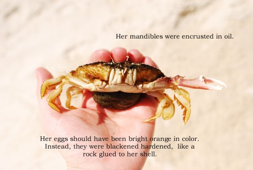 Poor crab.