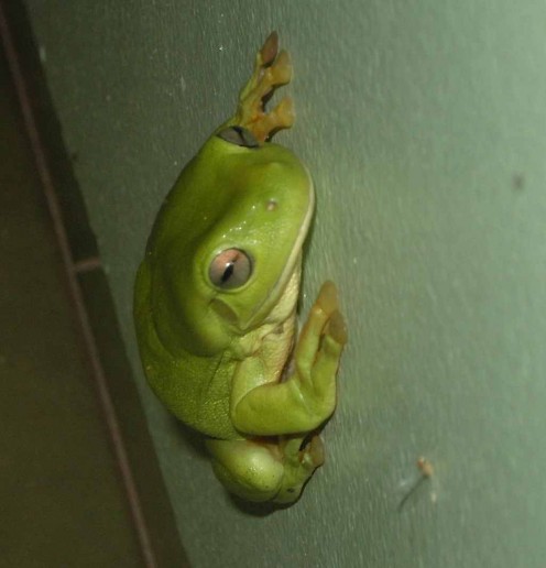 These frogs like to live under the rims of toilet seats.