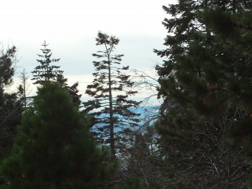 The view of a tree from the Rim of the World Highway.