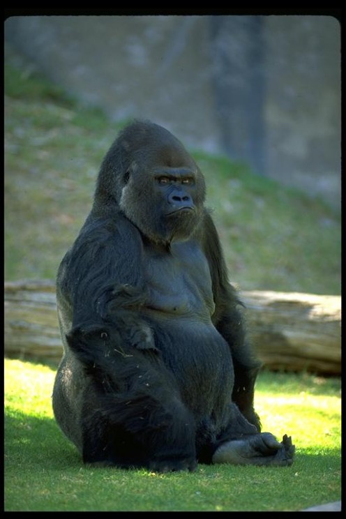 Gorilla gorilla beringei (Mountain gorilla) (Highland gorilla)