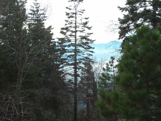 Beautiful evergreen trees as seen from the Rim of the World of Highway.