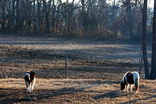 My parents acquired some miniature ponies recently.  They were so fun to watch.  I tried to talk Emily into getting one so Busa could play with it, but no dice.