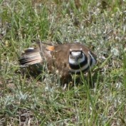 birder profile image