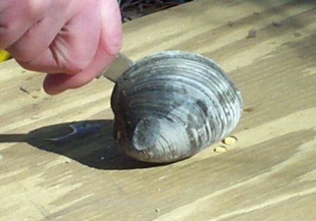 how to shuck a quahog clam