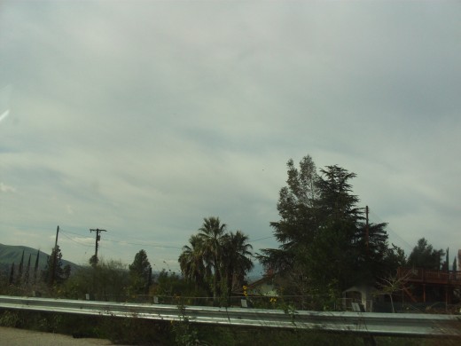 More palms and trees in the San Bernardino Valley.