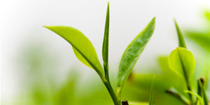 Green Tea Leaves