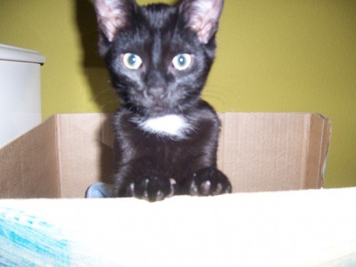 My kitten: Tuxedo