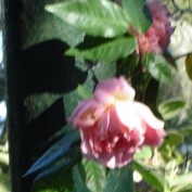 Canadian Rose profile image