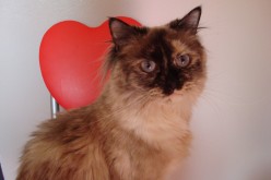 Tips on How to Make Sure Your Cat Swallows the Tablets You Give