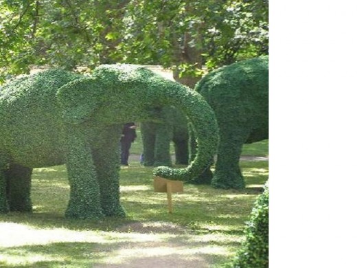 Regent's Park sculptured hedges
