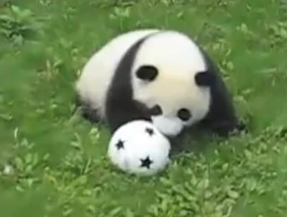 Panda cubs playing