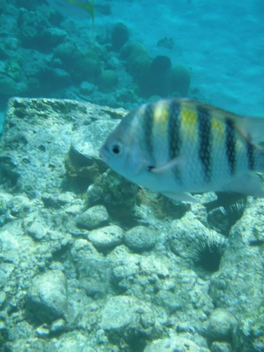 Sergeant major fish in the boat-free area on the reef off Anse Chastanet headland, Saint Lucia