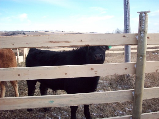 Last year's 4H calf