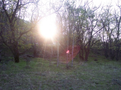 This one is real no tricks! Can you see the red flower floating amongst the pink orb?