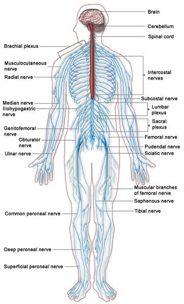 The central nervous system or CNS.