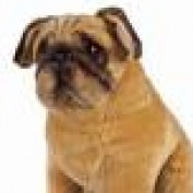 pugbreed profile image