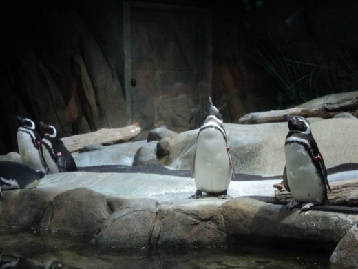 Penguins on Display